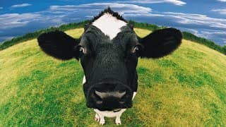 Animais perfeitos e a proibição de castrar